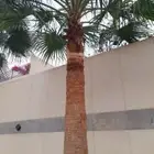 التعديل جميع أنواع النخيل والأشجار