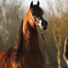 مطلوب مهر غير معسوف