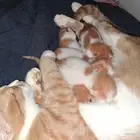 قطه للتبني مع اولادها