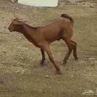 للبيع تيس ادهم مشروع فحل