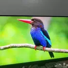 شاشة قيمنق BenQ 2510 MOBIUZ 1ms IPS 165Hz