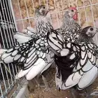 طقم سبرايت
