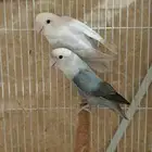 جوز روز أول إنتاج له (( تم البيع ))