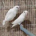 جوز روز مع فرخ من إنتاجه ((تم البيع))