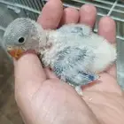 فرخ روز تحت الجوز (( تم البيع ))