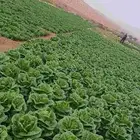 مورد خس من المزارع إلى محلات الخضار والعربات جملة الجمله