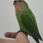 ببغا روز