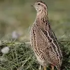 طيور