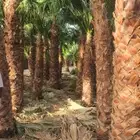 عرض على أسعار النخيل واشنطونيا ارخص الاسعار واحسن الخدمات