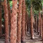 للبيع نخل واشنطونيا