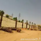 يوجد لدينا نخل طيب حوالي 6حبات نوت نخل طيب