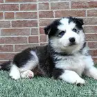 كلاب هاسكي جراوي