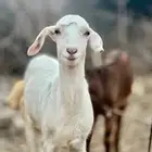 الي عنده غنم للبيع اقصاد يتواصل معي