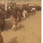 يوجد غنم سواكني بيع فردي وسعر مناسب وجزار محترف تقطيع علي كي