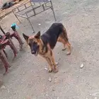 انثى جيرمن