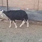 سدس نجديه دااافع لاهل الزين