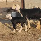 ضان نجد مراح واحد صنف الصنف ياهل الزين جرروم ناهيه