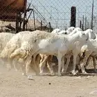 رخال حريات صنف العدد 12 رأس