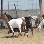 معزه جنوبيه العدد 3 روس