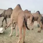 7 بكار عوادي طيبه