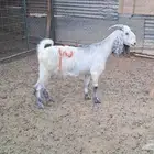 مشروكه طيبه دااافع 3 شهور فيها 2 ماشاء الله