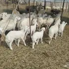 غنم حريات طيبه 45 تحتها 19