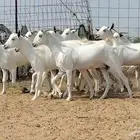 جفار بيشيات للبيع العدد 10 روس