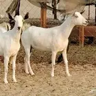 معزا بيشيات دفيع 11 رأس دفيع واصل