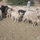 ضان مقاني بفحلها