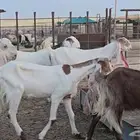 ماعز مشاريك هولندي