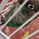 ببغاء كنيور بلو شيك أنثى