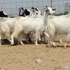 معزه مصريات للبيع العدد 9 روس