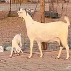 عنز بيشيه صنف الصنف تحتها جفره جرم ناهي