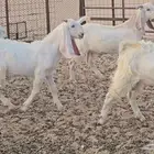تيوس طيبه