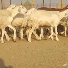 غنم خلفات صنف العدد 34 تحتها 32