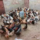 دجاج بلدي لبيع