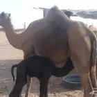 ناقه خلفه مصغر تحتها قعود