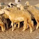 غنم حريه مراح حرش 100 تحتها 20 غنم مراح واحد شرط