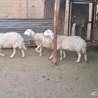 مطوقات دفيييع شرط وشاتين قريب ولادهن