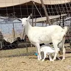 عنز بيشيه تحتها 2