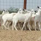 جفار بيشيات العدد 11 رأس