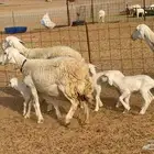 رخال خلفات