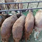 طليان سواكن تربية