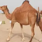 نياق سواحل طيبه بالحيل 4 رأس