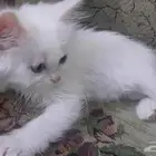 قطه للتبني السن شهرين في مكه العزيزيه
