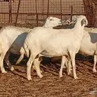 غنم حريه العدد 27