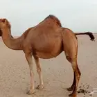 ناقه ملاقي ناب مشروطه من جميع العزاريب أبل سواحل للبيع