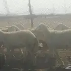 رخال صنف العدد 40 راس