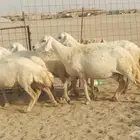 غنم دفيع العدد 9