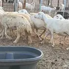 غنم حريات دفيع ضان مقاني مراح